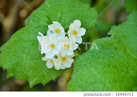 白花sakayou 16949721