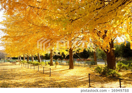 Zenfukuji河綠地（12月）Suginami-ku，東京的秋葉 16949788