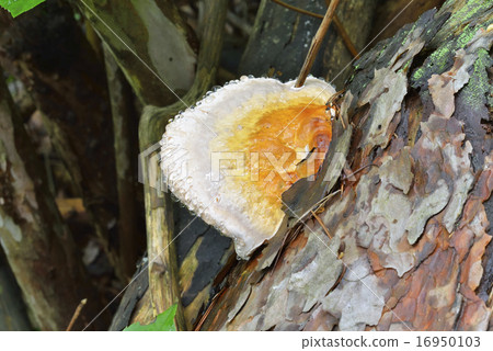 Tsuga Sarunokoshikake Tsuga Sarunokoshikake 16950103