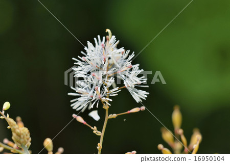 Bamboo grass 16950104