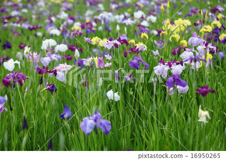 Iris garden 16950265