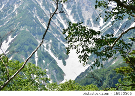 Summer Hakuba Daisetsuki 16950506