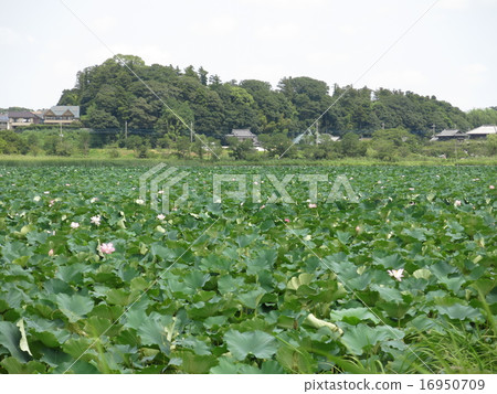 蝨子生長小組夏天湖Teganuma蓮花開花 16950709
