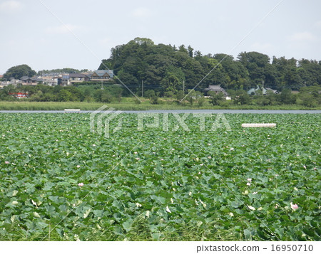 Lice growing group of summer Lake Teganuma lotuses blooming 16950710