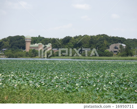 Lice growing group of summer Lake Teganuma lotuses blooming 16950711