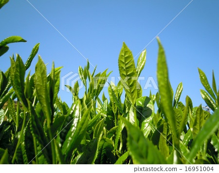 圖庫照片: 日本茶 茶 黃綠色