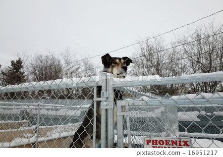 Dog sled dog Dog sled dog 16951217