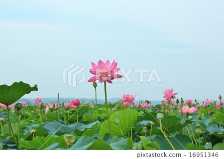 一朵美麗的桃紅色蓮花 一朵美麗的桃紅色蓮花 16951346