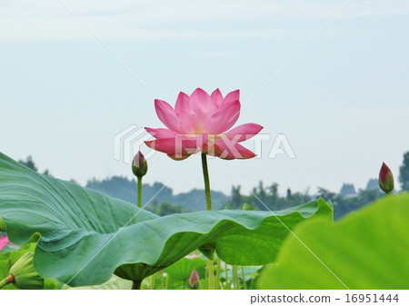 一朵美麗的桃紅色蓮花 一朵美麗的桃紅色蓮花 16951444