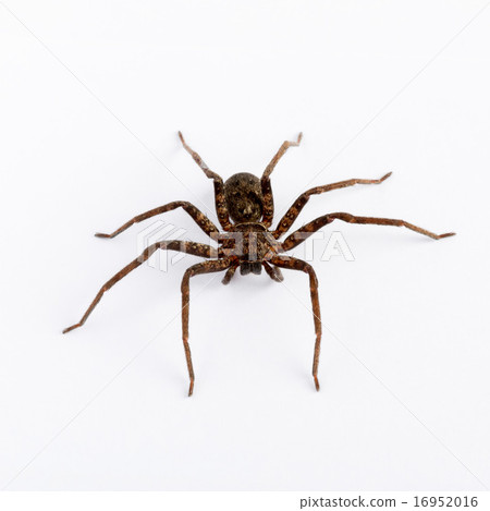 Close up on an asian wolf spider isolated 16952016