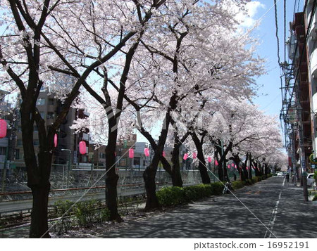 Sugamo along the Yamanote line where cherry blossoms are bloom Sakura lined boulevard 16952191