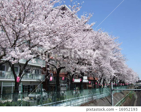 Sugamo along the Yamanote line where cherry blossoms are bloom Sakura lined boulevard 16952193