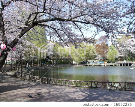 位於板橋區，櫻花盛開 16952286