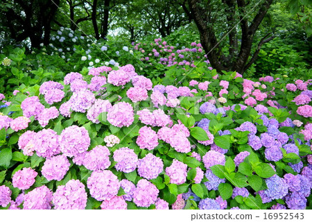 Hidenkyodo的繡球花(六月)Satit,埼玉縣 Hidenkyodo的繡球花(六月)Satit,埼玉縣 16952543