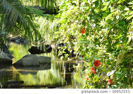 Okinawa Still current (Ogimi-mura · Tha Waterfall neighborhood) 16952553