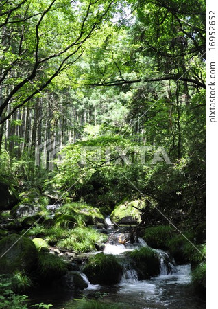 Forest lake 5474 Forest lake 5474 16952652