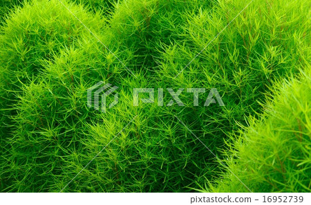 Kokia（Hokugusa） 16952739