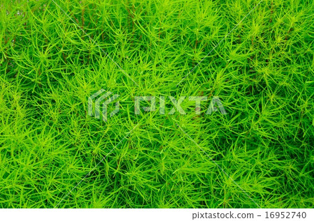 Kokia(Hokugusa) Kokia(Hokugusa) 16952740