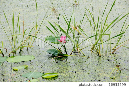 One lotus flower of pink color One lotus flower of pink color 16953299