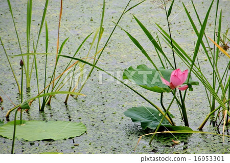 One lotus flower of pink color One lotus flower of pink color 16953301