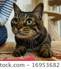 cat  16953682