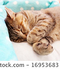 cat  16953683