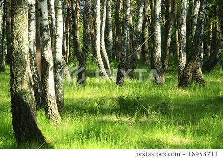Beautiful birchwood in the spring 16953711