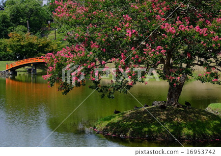 Summer of former Mahayanain garden (Nara) Summer of former Mahayanain garden (Nara) 16953742