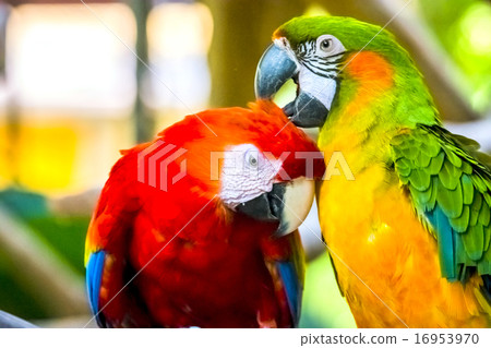 Parrots 16953970