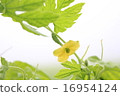 花 16954124