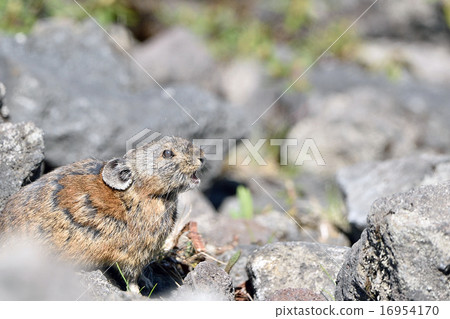 皮卡丘兔 16954170