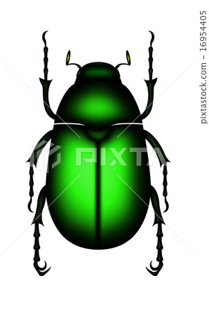甲蟲 甲蟲 16954405
