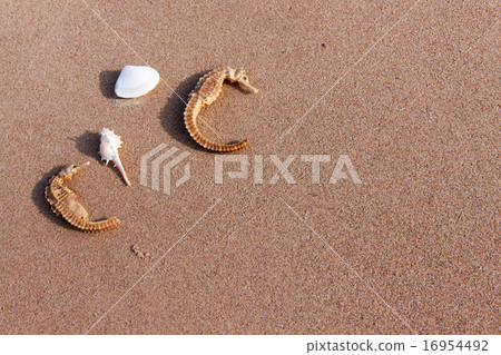 sea horse and shell on sand in nature sea horse and shell on sand in nature 16954492