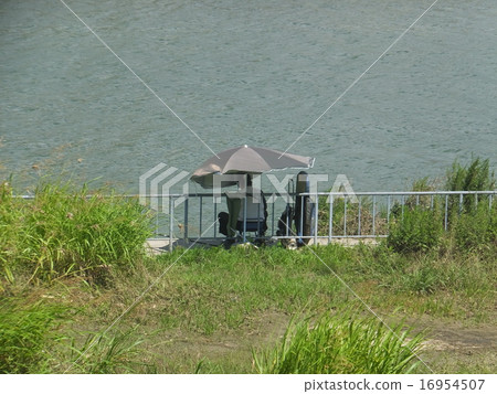 Fisher's parasol 16954507