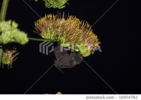 Ogasawara flying bat Ogasawara flying bat 16954762