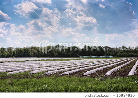 Greenhouse on the field with early vegetables Greenhouse on the field with early vegetables 16954930