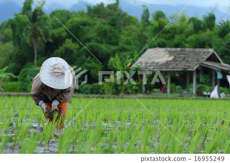 transplant rice seedlings 16955249
