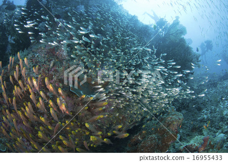 Kimmodokudo and Skybirds 16955433