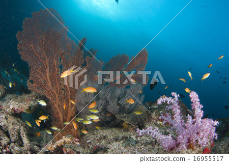 Coral and small fish Coral and small fish 16955517