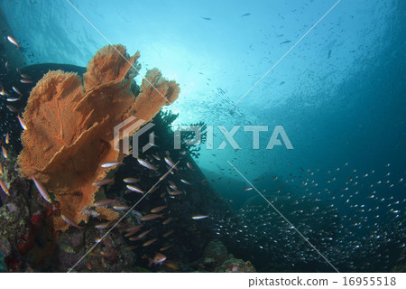 珊瑚和小魚 16955518