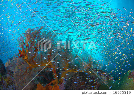 Coral and small fish 16955519