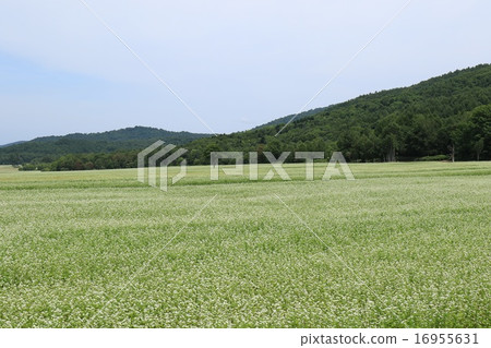 白花的蕎麥領域在Horokanai鎮,北海道。 白花的蕎麥領域在Horokanai鎮,北海道。 16955631