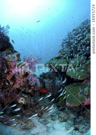 Small fish and beautiful sea Small fish and beautiful sea 16955724