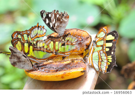 Butterflies on the banana, Ecuador Butterflies on the banana, Ecuador 16956063