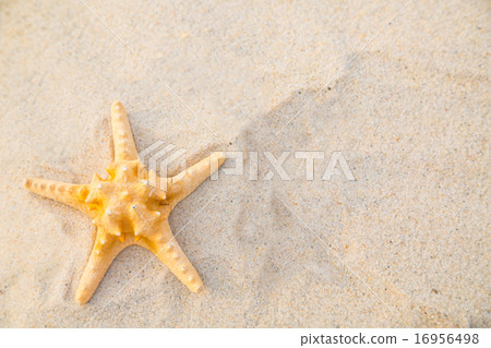 Summer 2015 with Star fish Summer 2015 with Star fish 16956498
