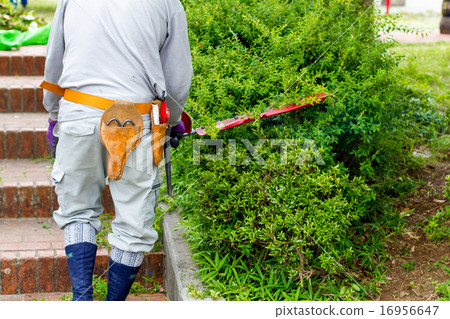 Gardener Gardener 16956647