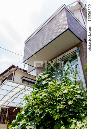 Green Curtain Green Curtain 16956769