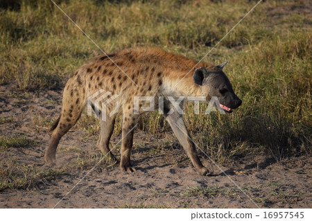 親愛的蜂蜜 親愛的蜂蜜 16957545