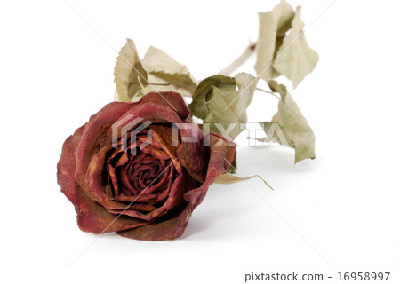One dried up beautiful red rose isolated on the wh One dried up beautiful red rose isolated on the wh 16958997