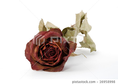 One dried up beautiful red rose isolated on the wh One dried up beautiful red rose isolated on the wh 16958998